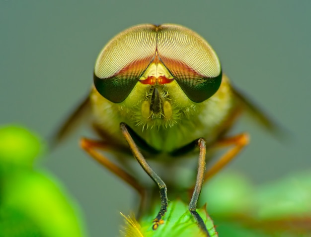 Horsefly Tabanidae Extreme marco szorty