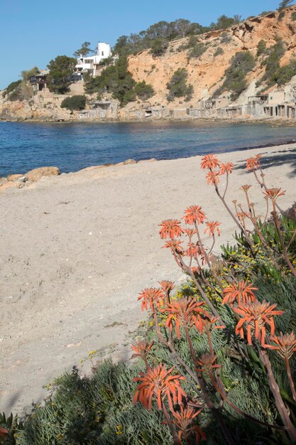 Hort zatoczka i plaża z rośliną, Ibiza, Hiszpania