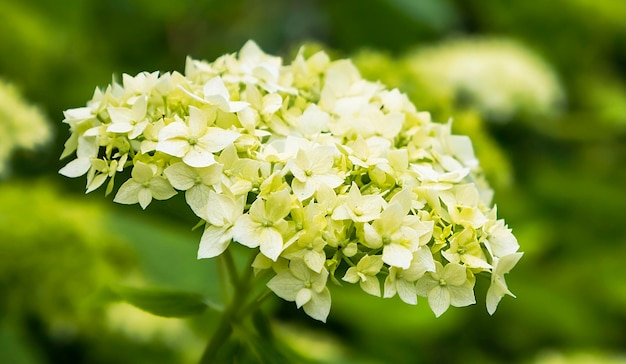 Hortensja Arborescens Krzew Zbliżenie Młodych Kwiatów