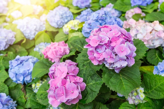 Hortensja kwiat (Hydrangea macrophylla) w ogrodzie.