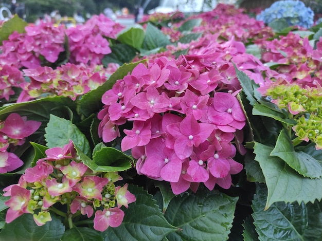 Hortensja macrophylla to gatunek rośliny kwitnącej z rodziny Hydrangeaceae, pochodzącej z Japonii.