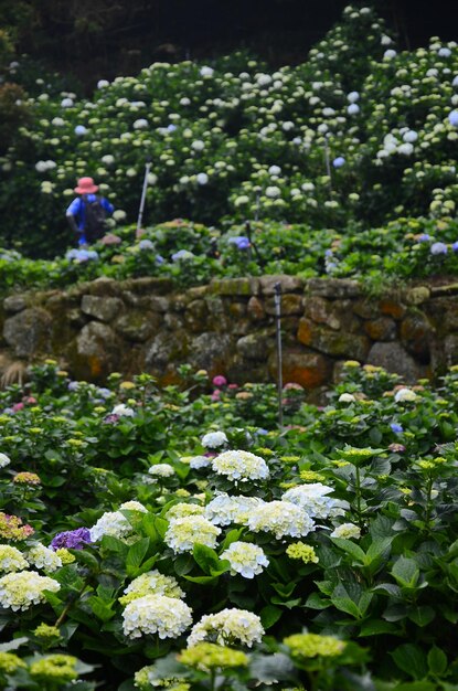 Hortensja macrophylla w ogrodzie