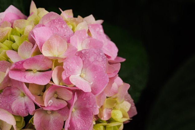 Hortensja macrophylla wielkolistna różowa hortensja zbliżenie z kroplami rosy