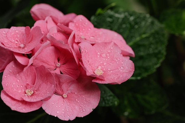 Hortensja macrophylla wielkolistna różowa hortensja zbliżenie z kroplami rosy