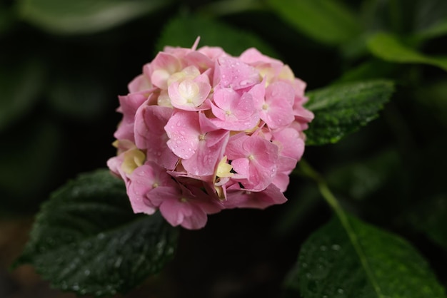 Hortensja macrophylla wielkolistna różowa hortensja zbliżenie z kroplami rosy