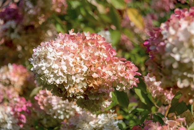 Hortensja Wiechowata 'grandiflora' (hydrangea Paniculata)