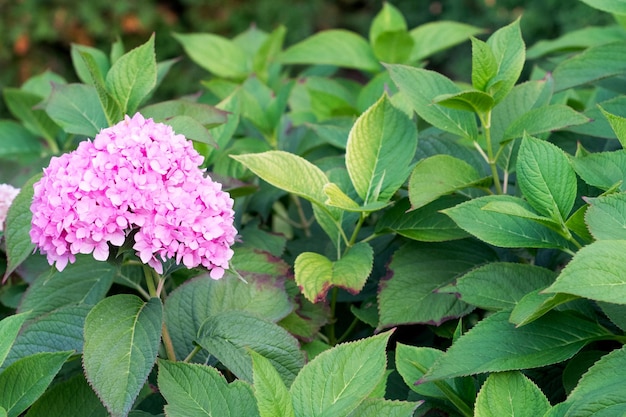 Hortensja Wielkokwiatowa Lub Hortensja Wielkokwiatowa (łac. Hydrangea Macrophylla)