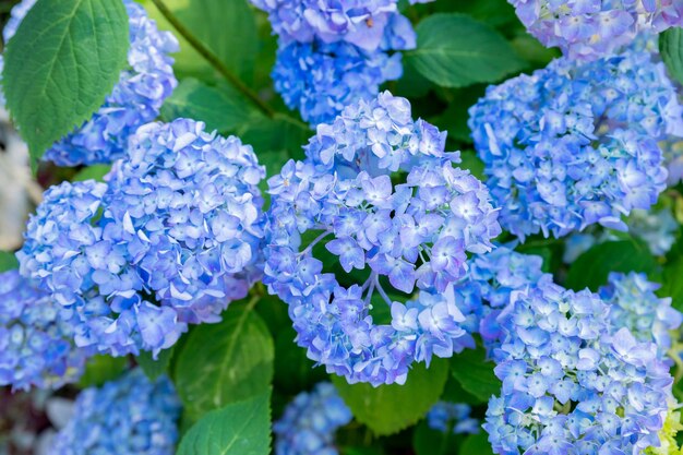 Hortensja zmienna wielkolistna Ogród Francuski krzew dziko rosnący Różnorodność hortensji wiechowatej i drzewiastej Niebieskie kwiatyOgród botaniczny
