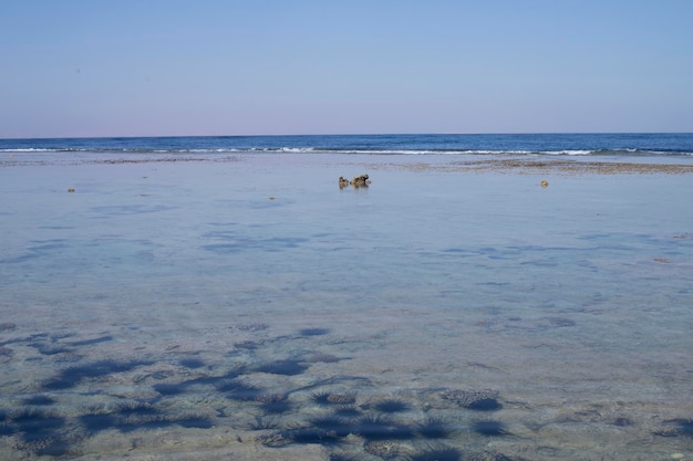 Horyzont błękitne morze i niebo Plaża z jeżowcami