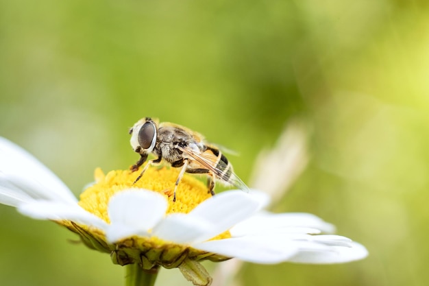 Hoverfly mucha Syrphidae na kwiat rumianku Zbliżenie makro