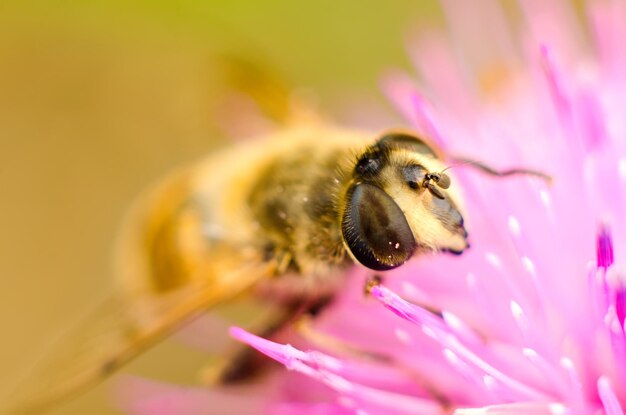 Hoverfly na kwiatku