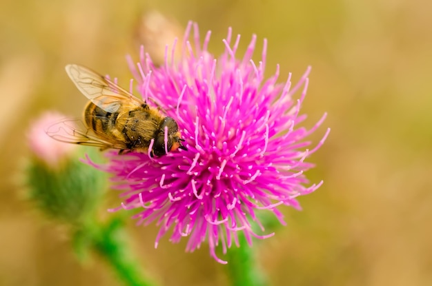 Hoverfly na kwiatku