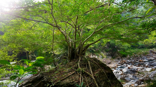 Hualien, Tajwan, Taroko Scenic Area, wielkie drzewa i głazy w strumieniu Shakaxi