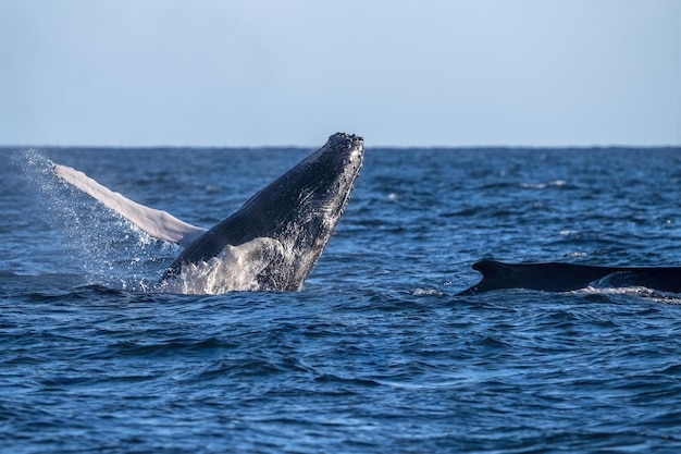 Humbak łamiący się w cabo san lucas baja california sur mexico pacyfik