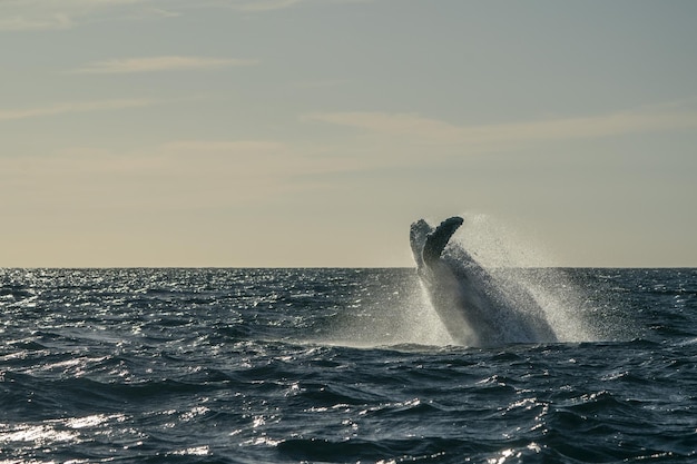 Humbak łamiący się w Cabo San Lucas