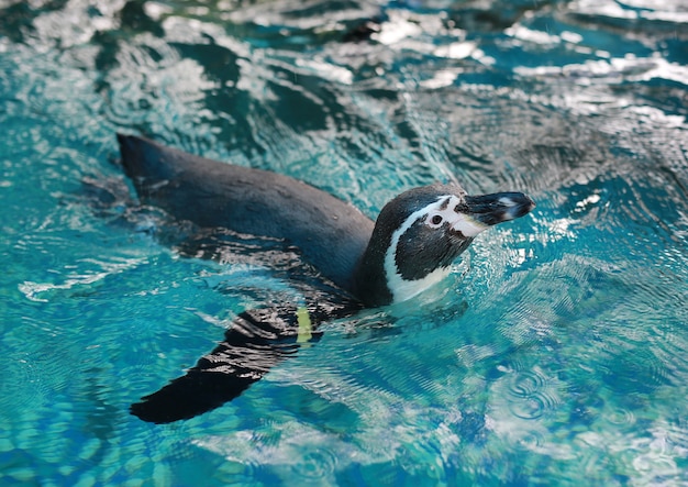 Humboldt Penguin (Spheniscus humboldti) pływanie