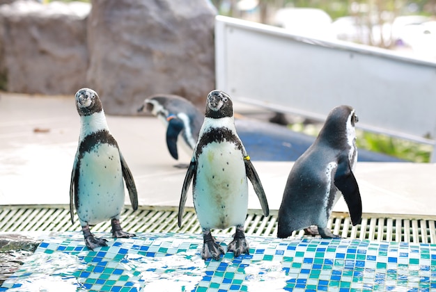 Humboldt Penguin (Spheniscus humboldti)