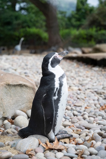 Humboldt Penguin w londyńskim zoo, dzika przyroda