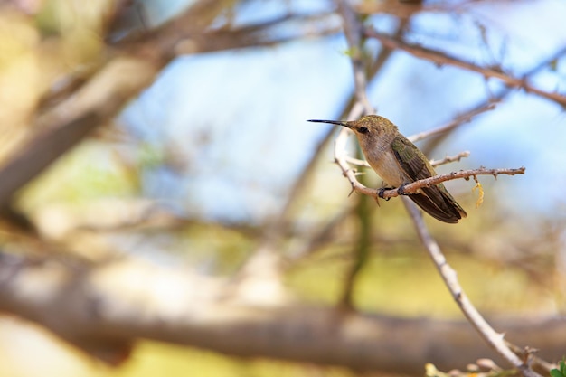 Hummingbird Siedzący Na Gałęzi Drzewa