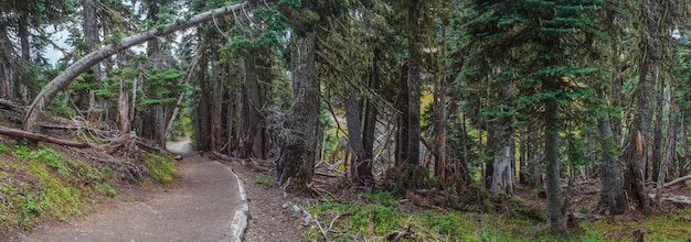 Hurricane Ridge Olimpijski Park Narodowy WA