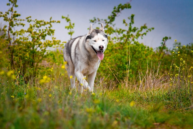 Husky biegnie po trawie. Zbliżenie. Pies chodzi w naturze. Aktywne spacery z psem.