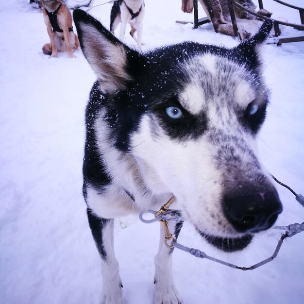 Husky Ciągnący Sanie W Laponii