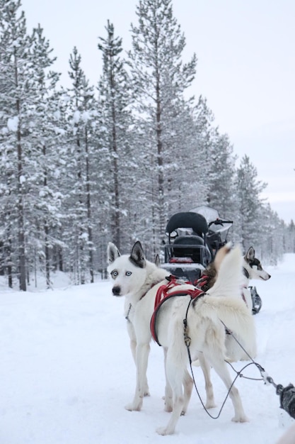 Zdjęcie husky ciągnący sanie w śniegu