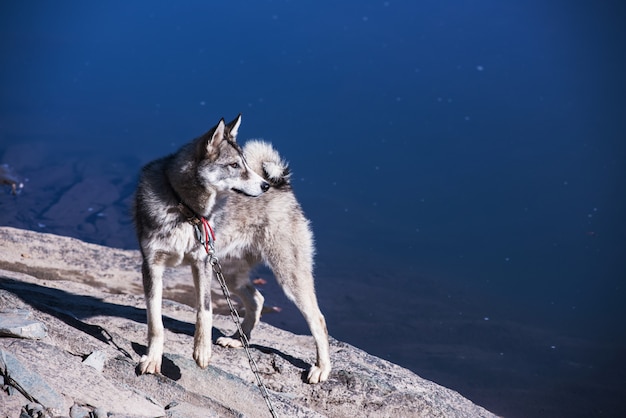 Husky na brzegu rzeki