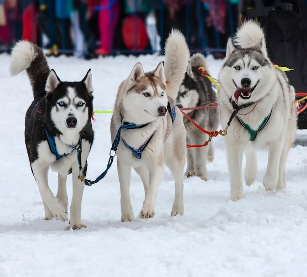 Husky Na Zawodach Przed Startem