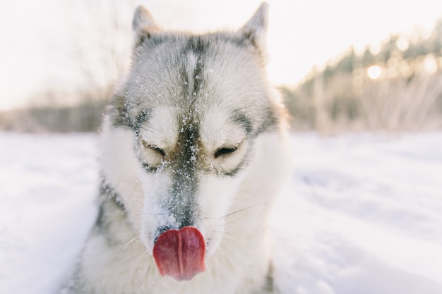 Husky pies na śnieżnym polu w zima lesie. Pies rodowód lizanie nosa