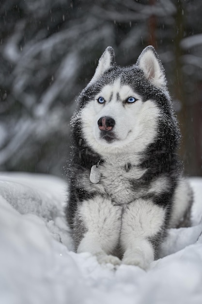 Husky pies wilk w lesie śnieżnym zima w tle Zimowy las