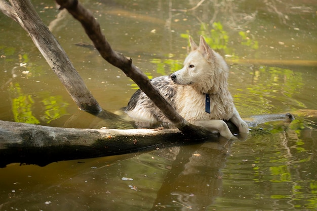 Zdjęcie husky północny pies o średniej do dużej wielkości z ostrymi uszami