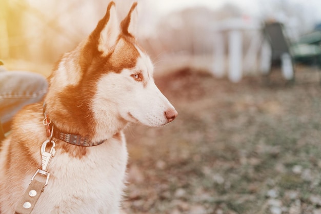 Husky portret psa syberyjskiego ładny biały brązowy ssak zwierzę domowe w wieku jednego roku z niebieskimi oczami z ludźmi w jesiennej rustykalnej i wiejskiej naturze leśny rozbłysk