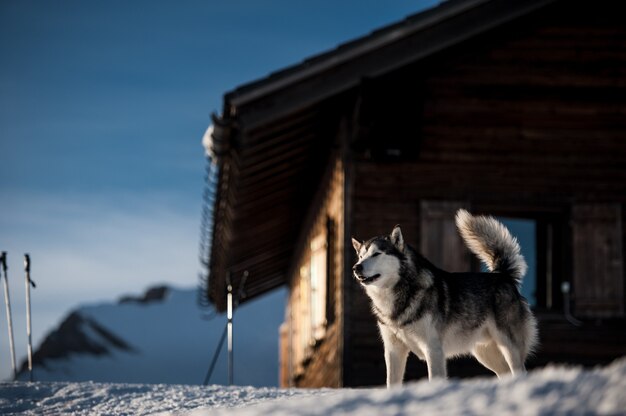 Husky portret z wioską i górami w tle. Gruzja, Gudauri