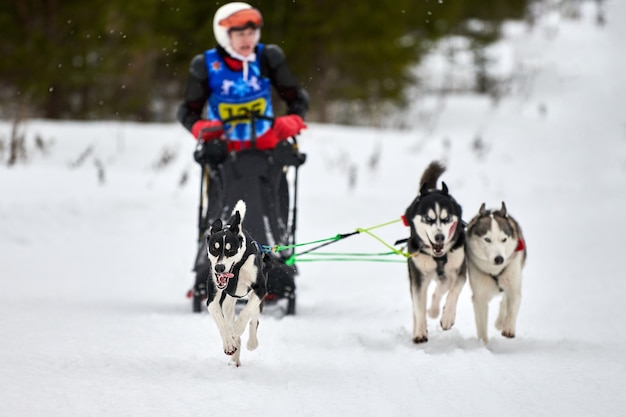 Husky Psich Zaprzęgów Wyścigów Zimą