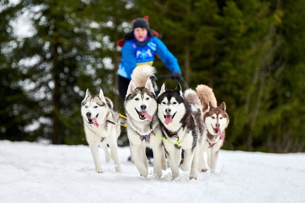 Husky Psich Zaprzęgów Wyścigów Zimą