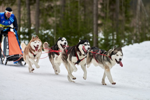 Husky psich zaprzęgów wyścigów zimą