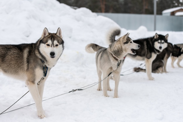 Husky psy na sznurku, czekając na wyścig psów zaprzęgowych, tło zima. Niektóre dorosłe zwierzęta domowe przed zawodami sportowymi.