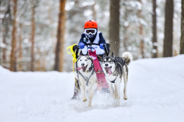 Husky psy zaprzęgowe ciągnące maszera na saniach