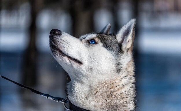 Husky Siada Na Smyczy Na Lodzie