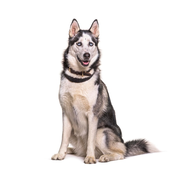 Husky siedzi i dmucha na białym tle
