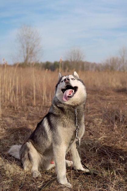 Husky siedzi w parku na trawie jesienią