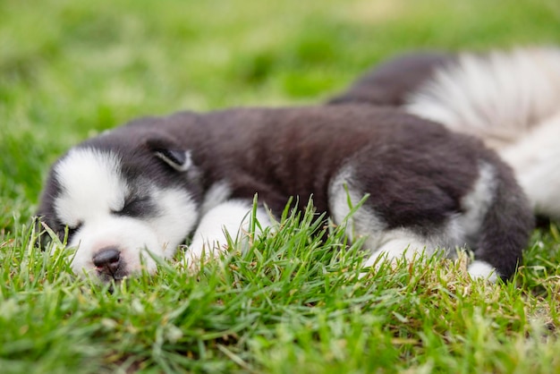 Husky śpi leżąc w zielonej trawie na trawniku Husky szczeniak na świeżym powietrzu