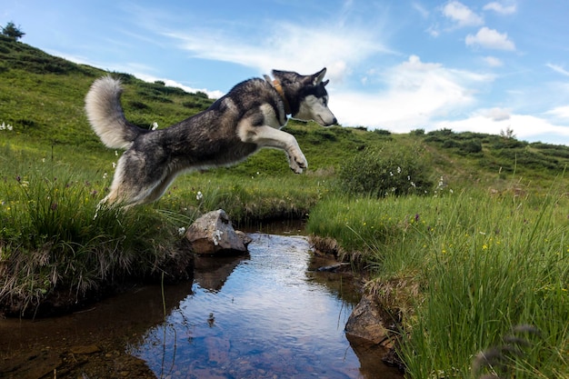 Husky syberyjski skaczący nad rzeką aktywny czujny i łagodny pies