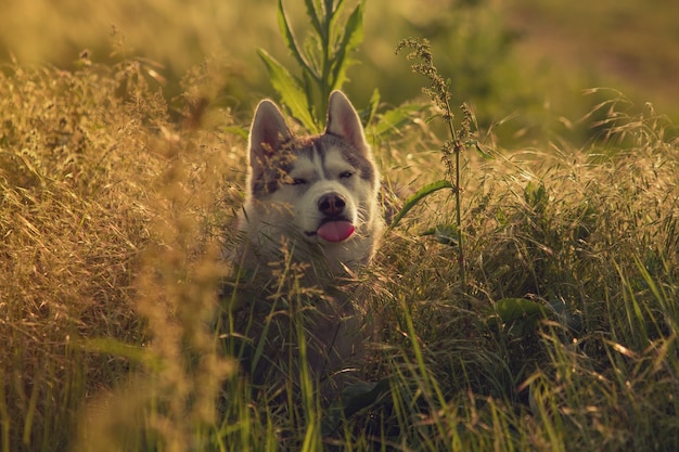 Husky syberyjski spaceruje po trawie