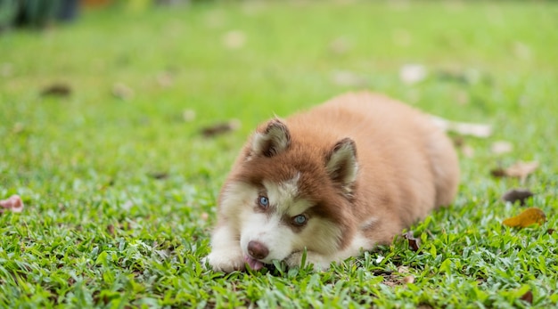 Husky syberyjski śpiący na poluxA