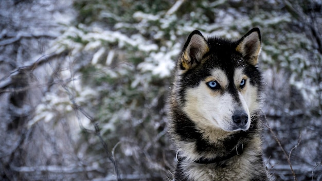 Husky syberyjski w zimie na tle suchych roślin