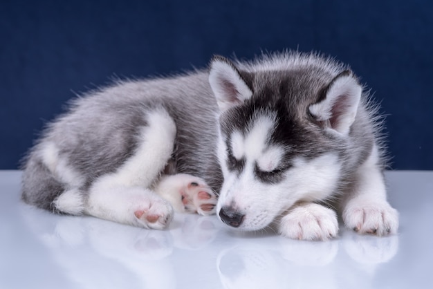 Husky szczeniak w studio psa. Śliczny szczeniak husky na niebieskim tle.