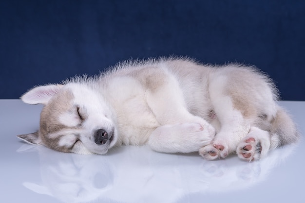 Husky szczeniak w studio psa. Śliczny szczeniak husky na niebieskim tle.