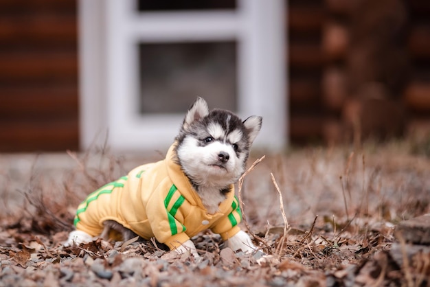 Husky Szczeniak W Ubraniach W Pobliżu Drewnianego Domu